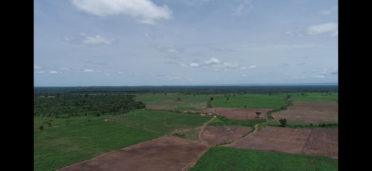 Cultivated cassava fields across the Afram Plains
